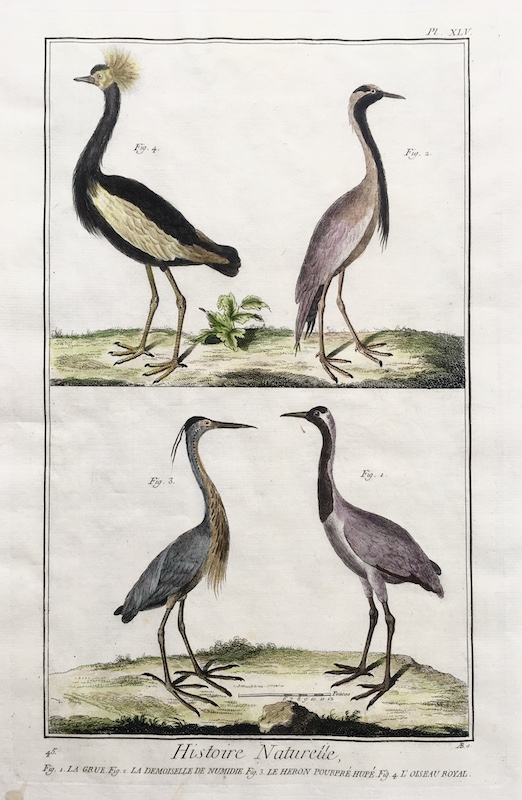 Aves - Histoire Naturelle (Garza Imperial, Grulla, Grulla Damisela), Fig. 1. La Grue, Fig. 2. La Mademoiselle de Numidie, Fig. 3. Le Heron Pourpre Hupe, Fig. 4. L' Oiseau Royal - Pl. XXX